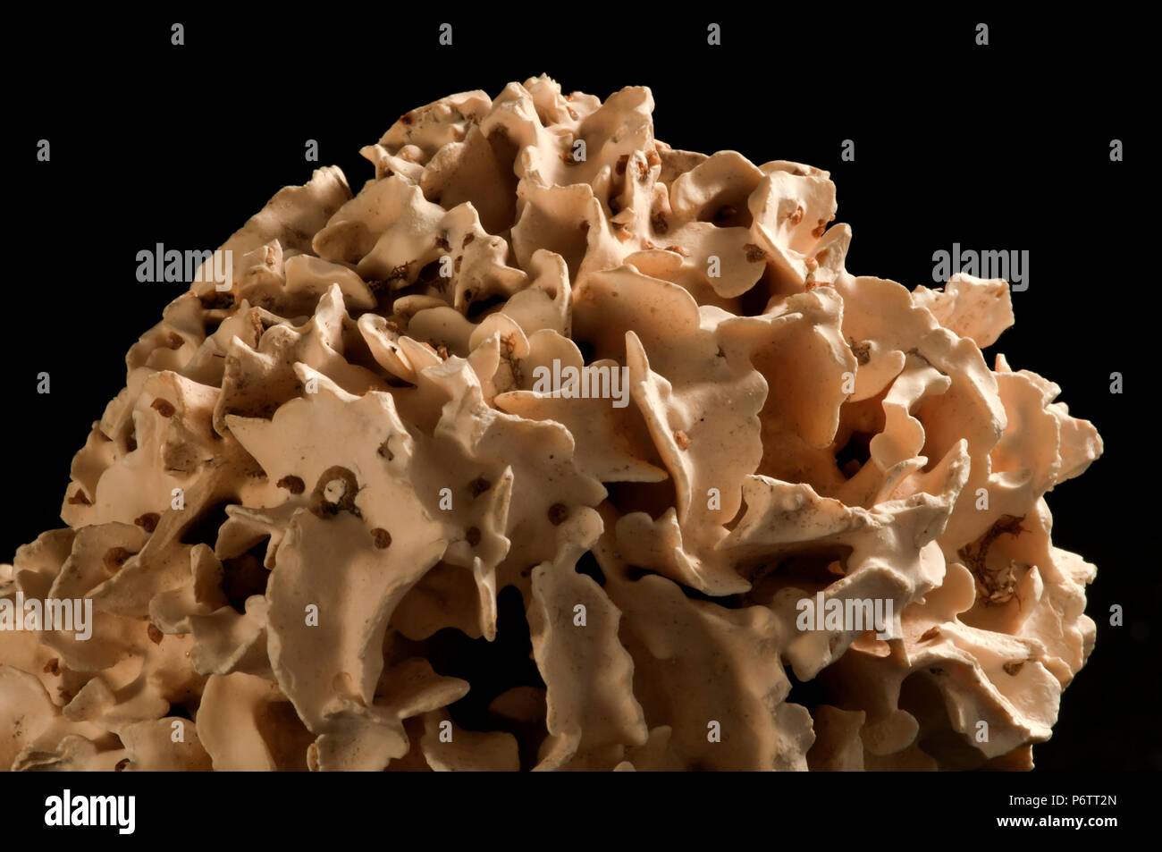 Esqueleto de coral foliados colonia. España. Europa Foto de stock
