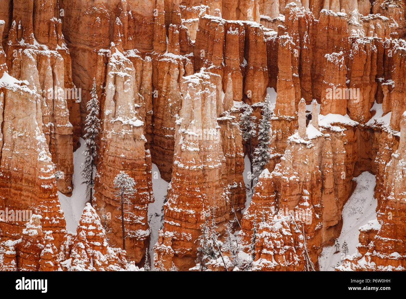 Hoodoos gigante y pinos cubiertos de nieve en el Parque Nacional de Bryce Canyon, Utah. Foto de stock