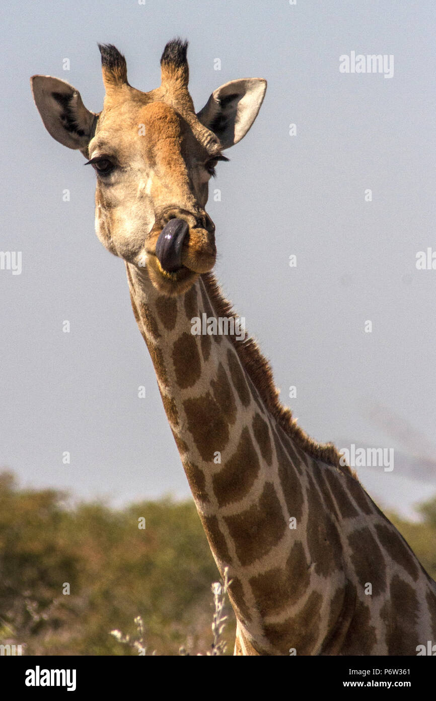Cabeza y cuello de Namibia o Angola - Jirafa Giraffa Cameloparalis Angolensis - con la lengua afuera y arriba fosa en Etosha, en Namibia. Foto de stock