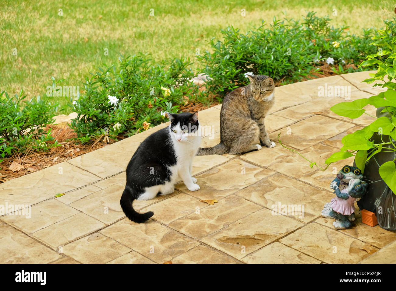 Raya de tigre gris pelo corto interno gato atigrado y un blanco y negro tuxedo cat afuera de pie sobre un patio con jardín. Foto de stock