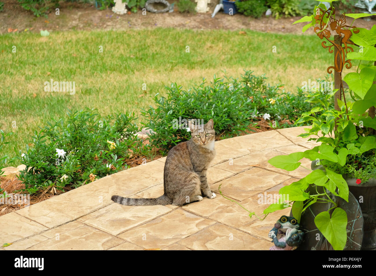 Raya de tigre gris pelo corto interno gato atigrado afuera de pie sobre un patio con jardín. Foto de stock