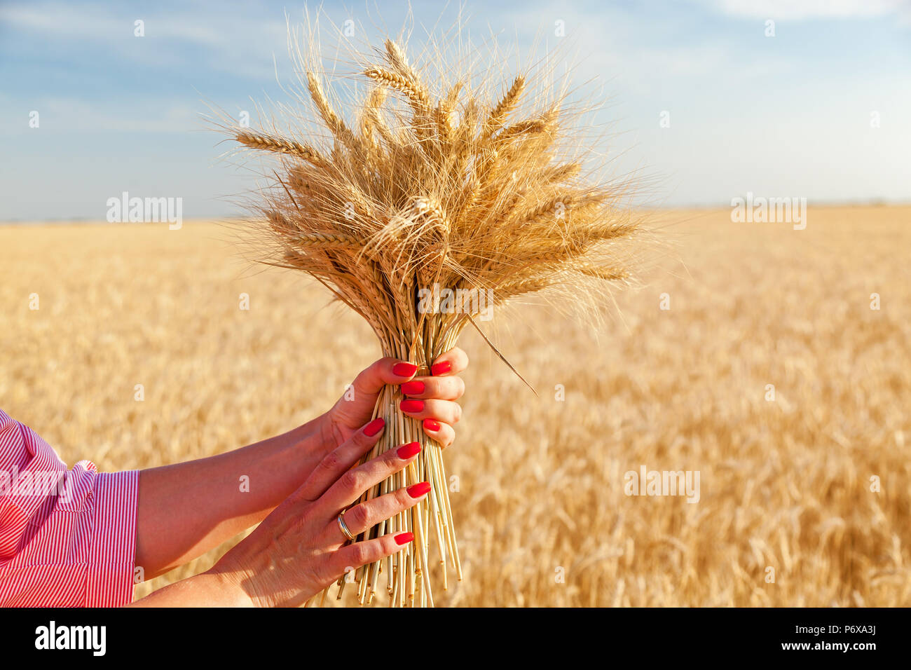 Chica sujetando un manojo de espigas de trigo Fotografía de ...