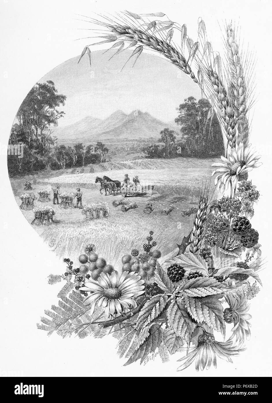 Grabado de una cosecha de trigo cerca del usted Yangs en Victoria, Australia. Desde el pintoresco Atlas de Australasia, Vol 2, 1886 Foto de stock