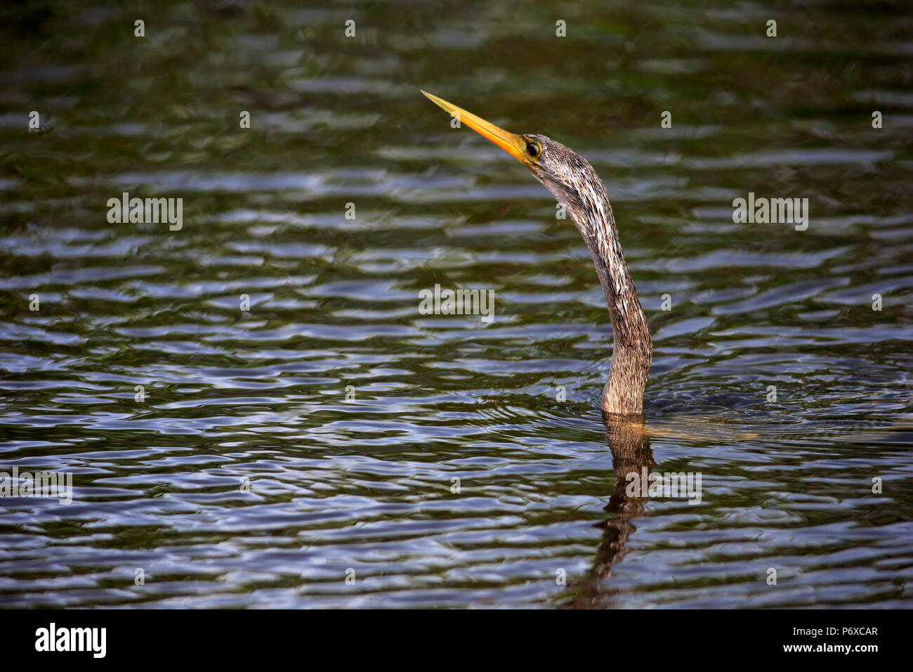 Anhinga, adulto en el agua para buscar comida, Wakodahatchee humedales, Delray Beach, Florida, Estados Unidos, Anhinga anhinga Foto de stock