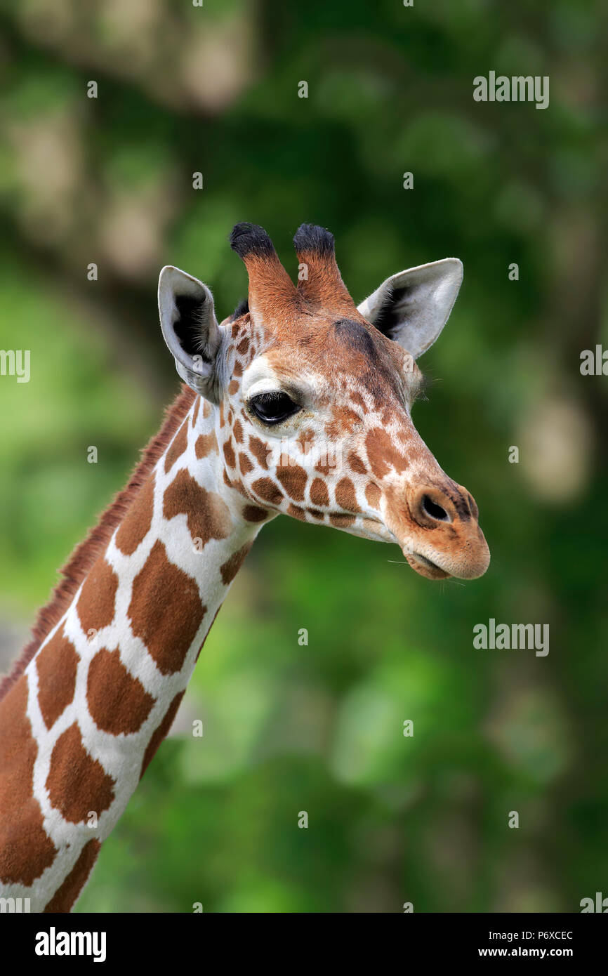 Jirafa reticulada, retrato de adultos, África Giraffa camelopardalis reticulata Foto de stock