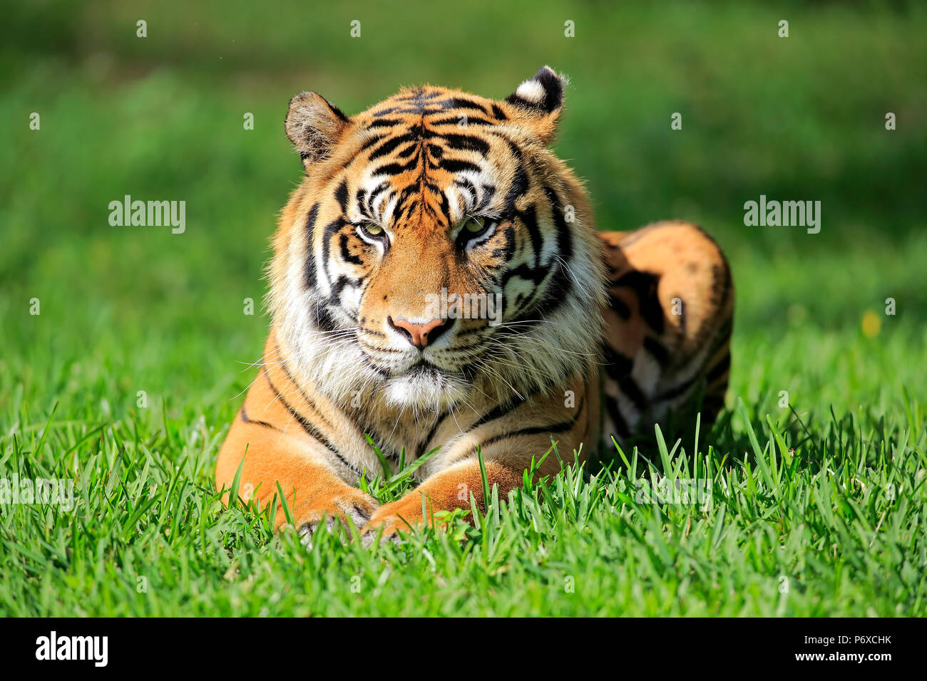 Tigre de Sumatra, los machos adultos, en Sumatra, en Asia, Panthera tigris sumatrae Foto de stock