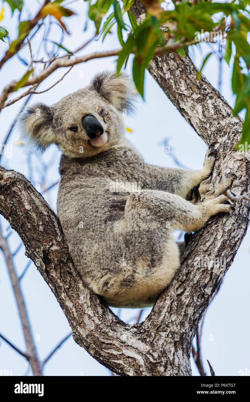 Salvaje Koala, Magnetic Island. Townsville, Queensland, Australia. Foto de stock