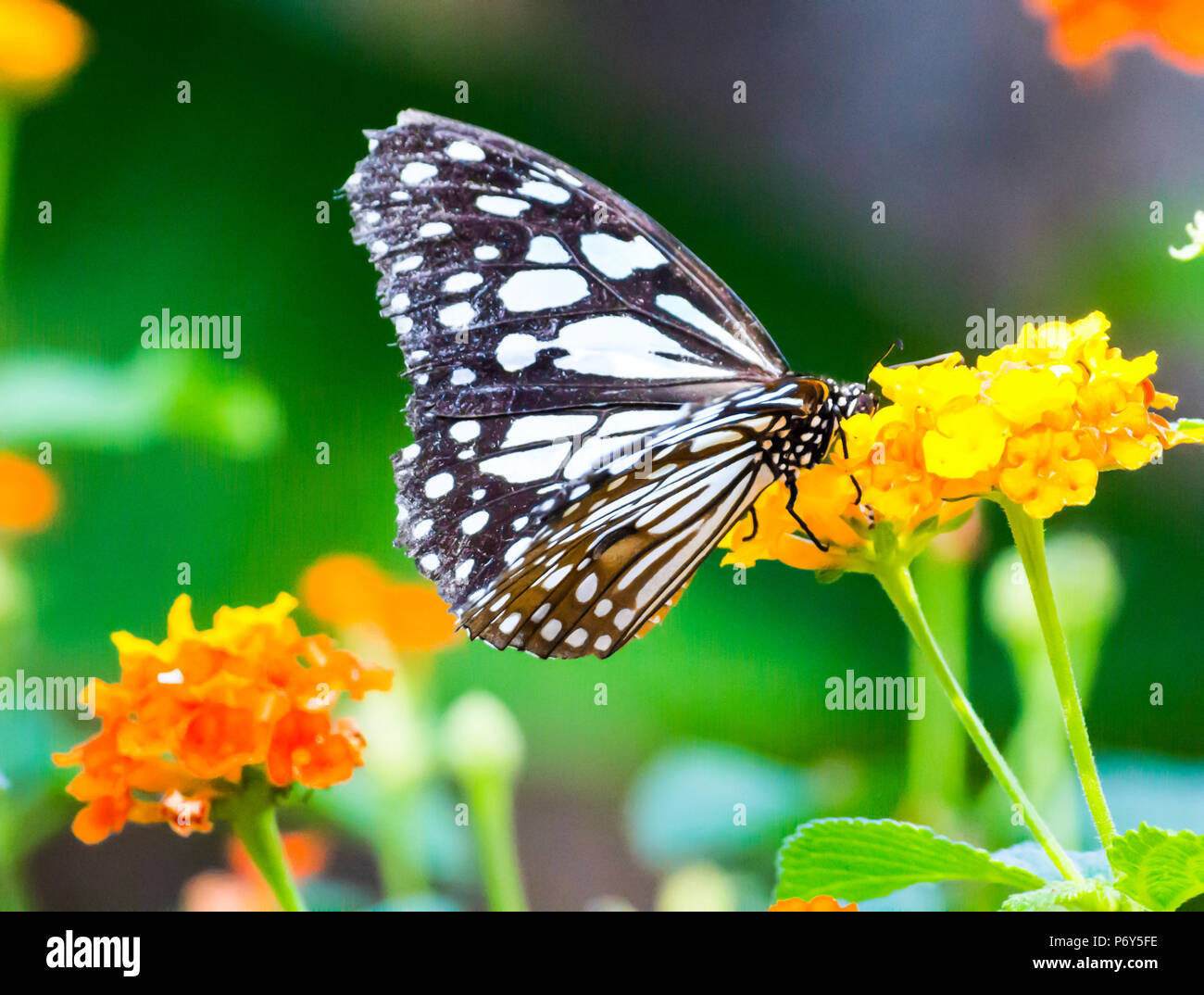 Mariposa sobre flores / hermosa mariposa y flor en el jardín / Cierre mariposa  sobre flores / mariposa Fotografía de stock - Alamy