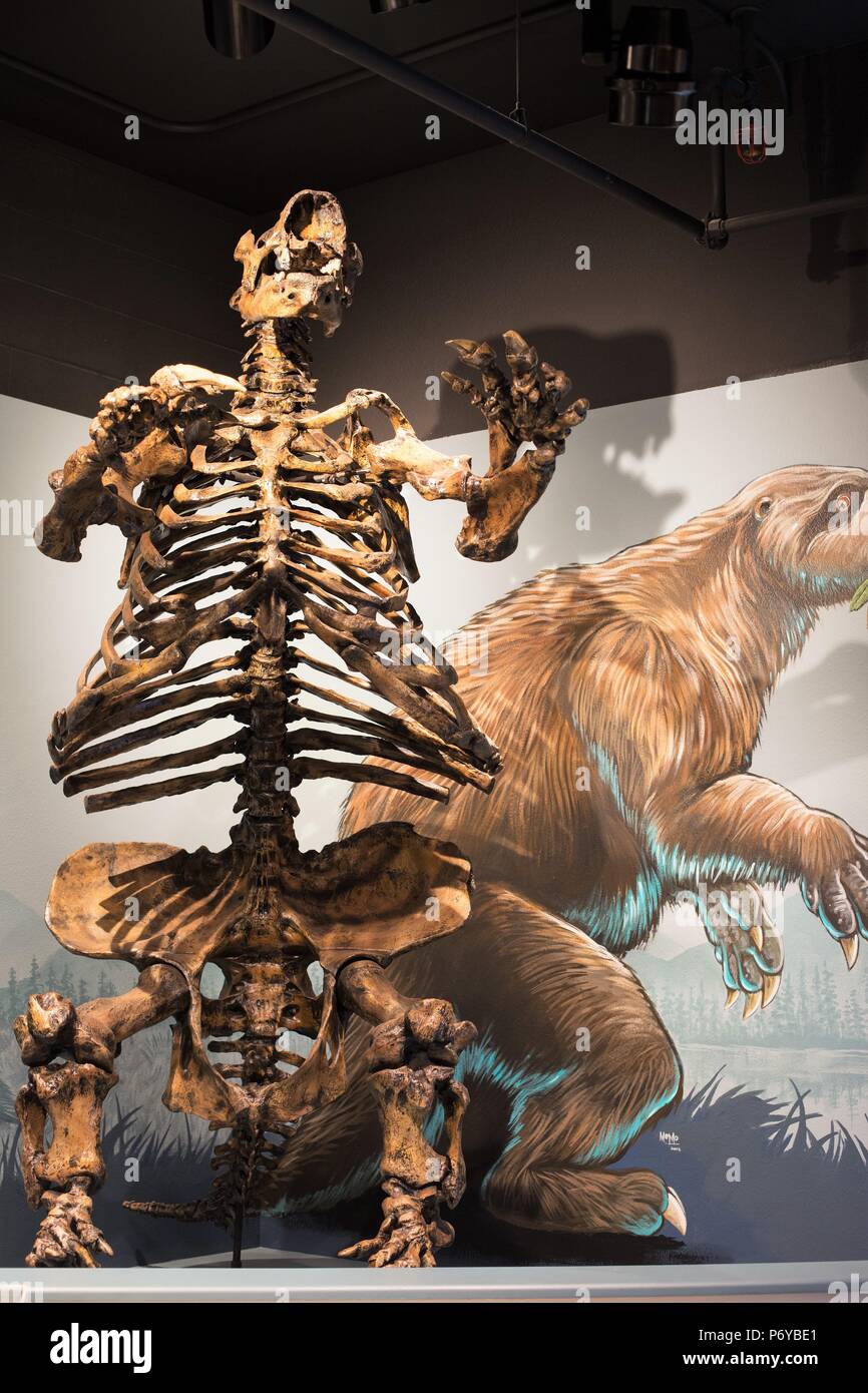 Un Ground Sloth Skeleton en exhibición en la Universidad de Oregón, Museo de Historia Natural y Cultural, en Eugene, Oregon, USA. Foto de stock