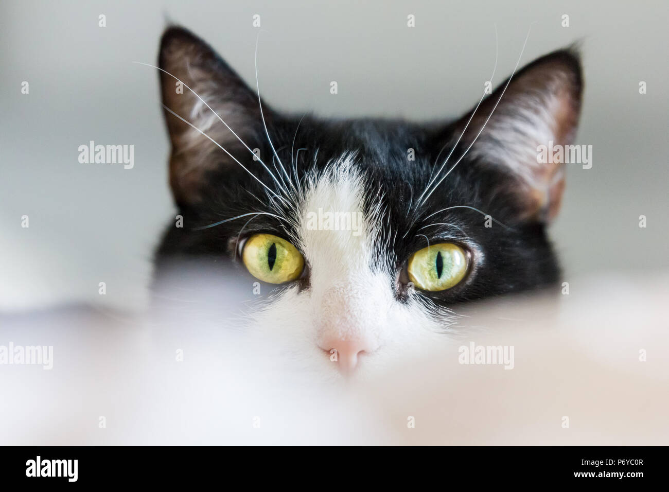 Gato Blanco y negro con ojos amarillos mirando hacia Foto de stock