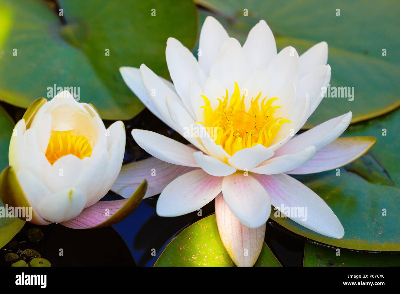 Waterlily hermoso o flor de loto en el estanque, hermosa flor de loto en el agua después de la lluvia en el jardín Fotografía de stock - Alamy Waterlily hermoso o flor de loto en el estanque, hermosa flor de loto en el agua después de la lluvia en el jardín Fotografía de stock - Alamy