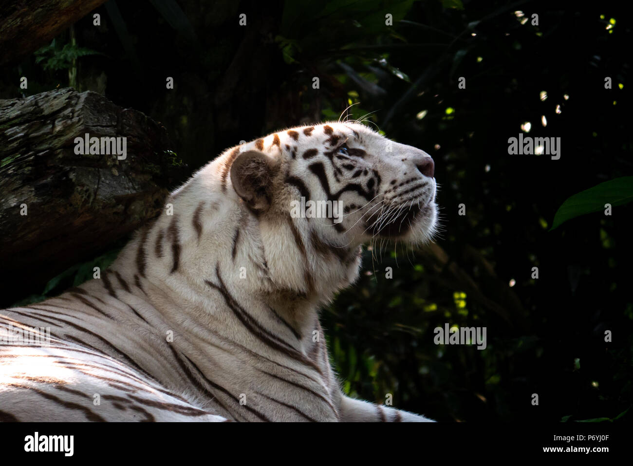 Tigre Blanco mirando pacíficamente en el cielo en el zoo de Singapur. Foto de stock