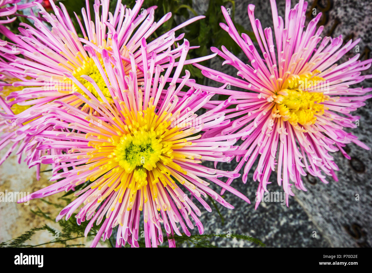 Hermosas flores / Introducción / flores coloridas flores rosas Fotografía de stock - Alamy Hermosas flores / Introducción / flores coloridas flores rosas Fotografía de stock - Alamy