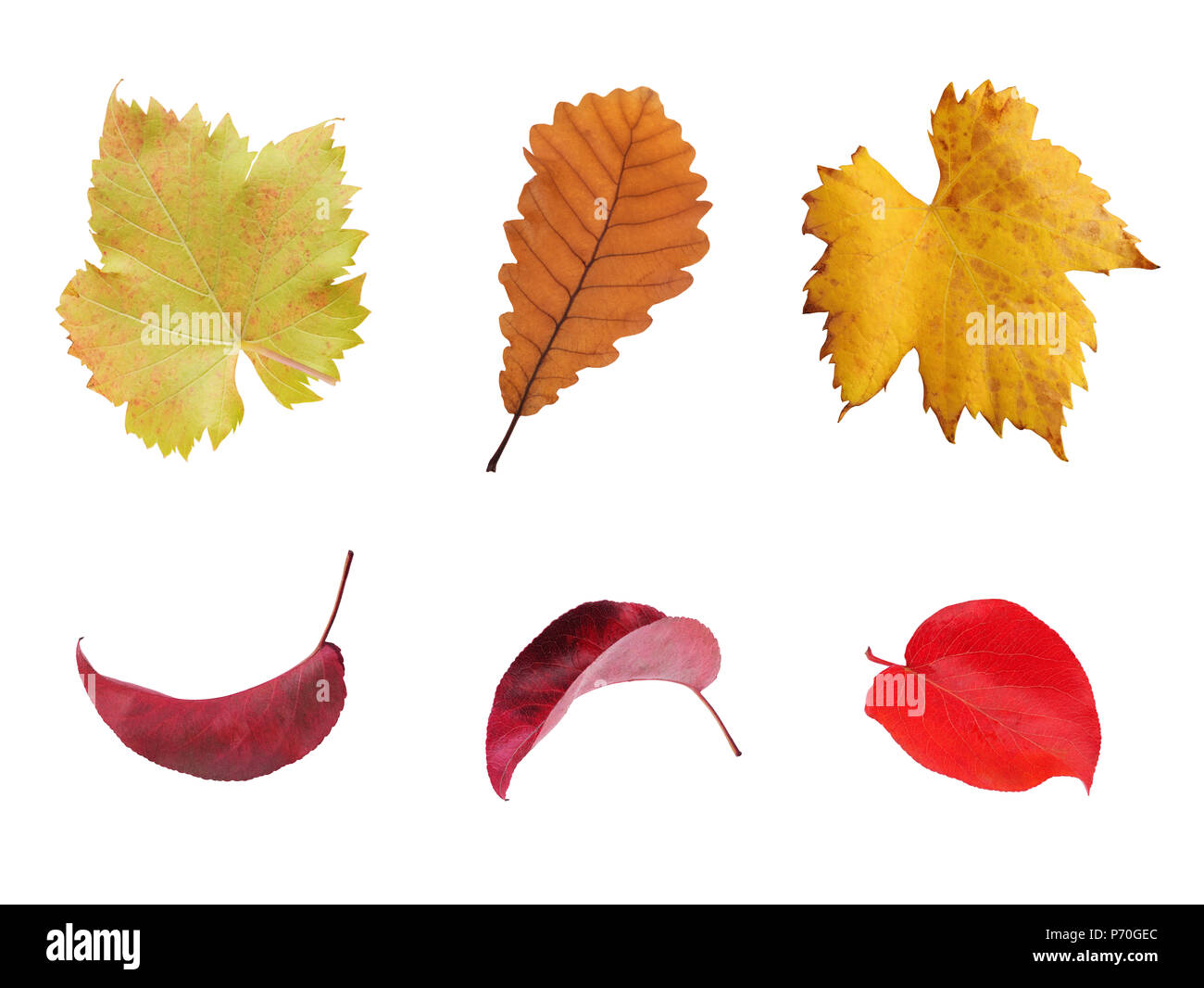 Conjunto de hojas de otoño multicolor aislado sobre fondo blanco. Foto de stock