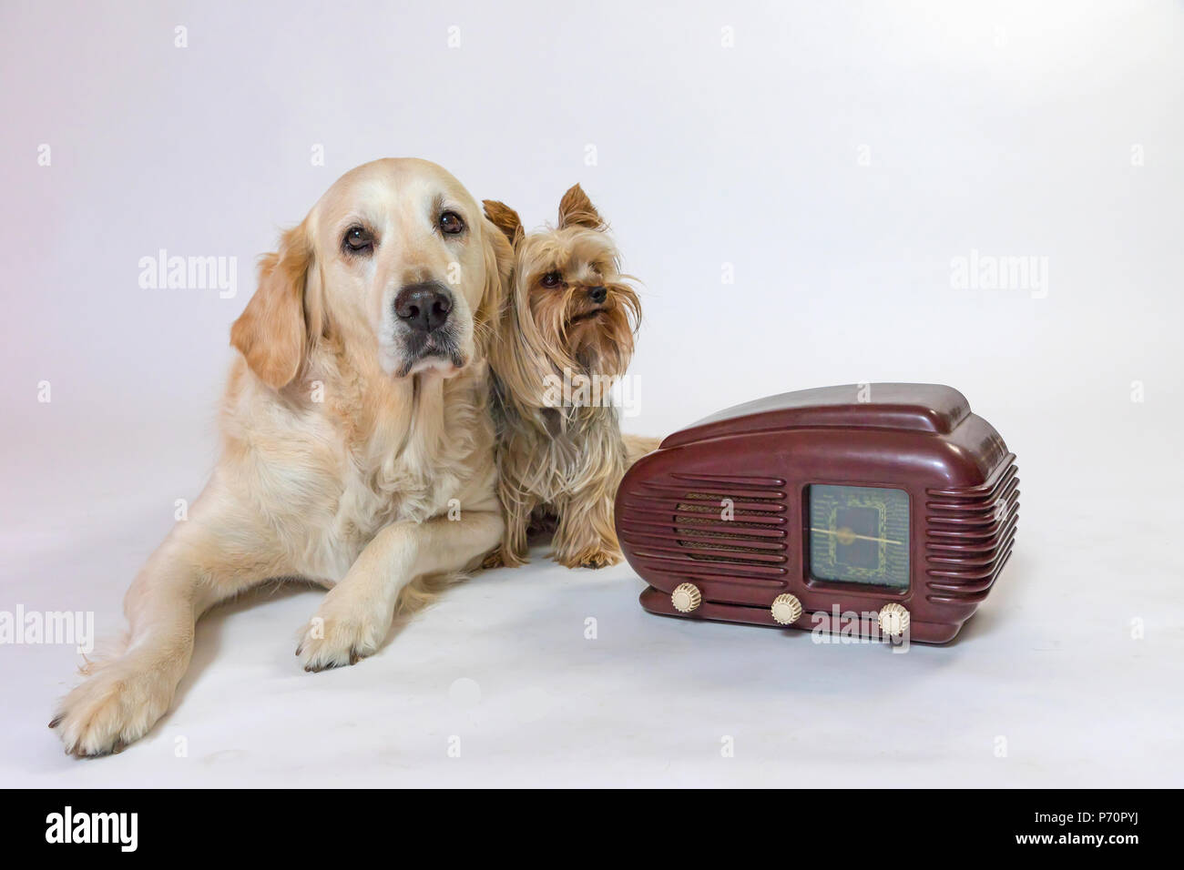Yorkshire Terrier y perro Golden Retriever están situadas junto a la radio  vintage en la luz de fondo. Se eliminan todos los posibles marcas. Golden R  Fotografía de stock - Alamy