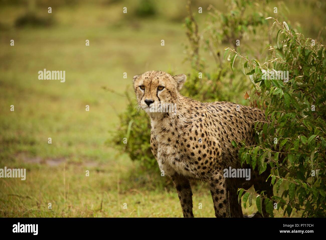 Un guepardo macho mojado algunos tallos presa en la reserva Masai Mara Foto de stock