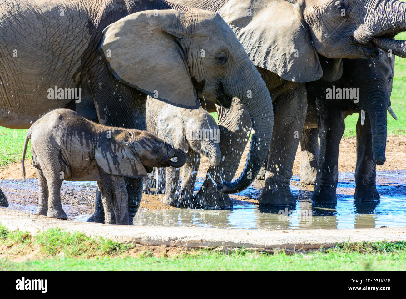 Color Exterior Imagen De La Vida Silvestre Y Los Bebes Elefantes Bebiendo Agua Potable Desde Un Estanque En La Brillante Luz Del Sol Tomada En Sudafrica Fotografia De Stock Alamy Color Exterior Imagen De La Vida Silvestre Y Los Bebes Elefantes Bebiendo Agua Potable Desde Un Estanque En La Brillante Luz Del Sol Tomada En Sudafrica Fotografia De Stock Alamy