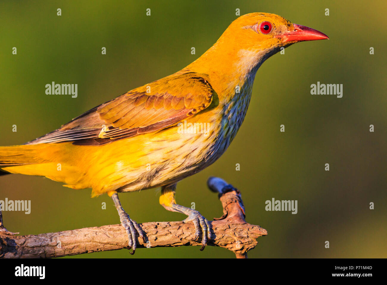 Aves exóticas amarillo con pico rojo , la fauna, marcos únicos Foto de stock