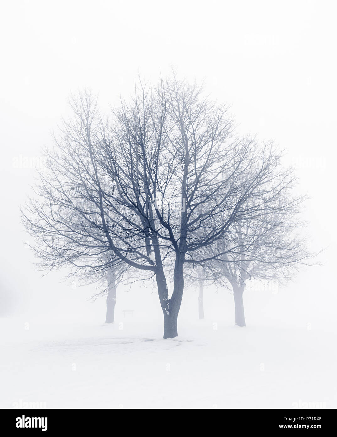 Escena de Invierno de deshojado árboles en la niebla Foto de stock