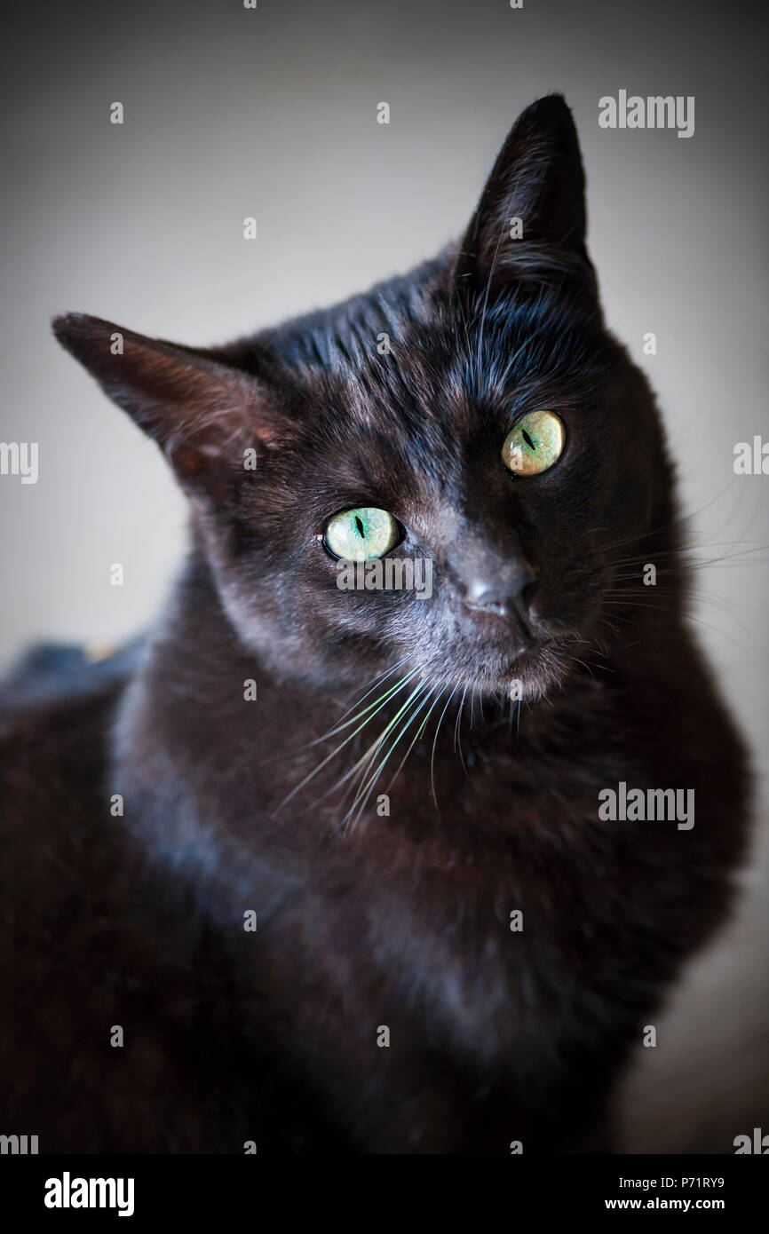 Retrato de un gato negro con ojos verdes Foto de stock