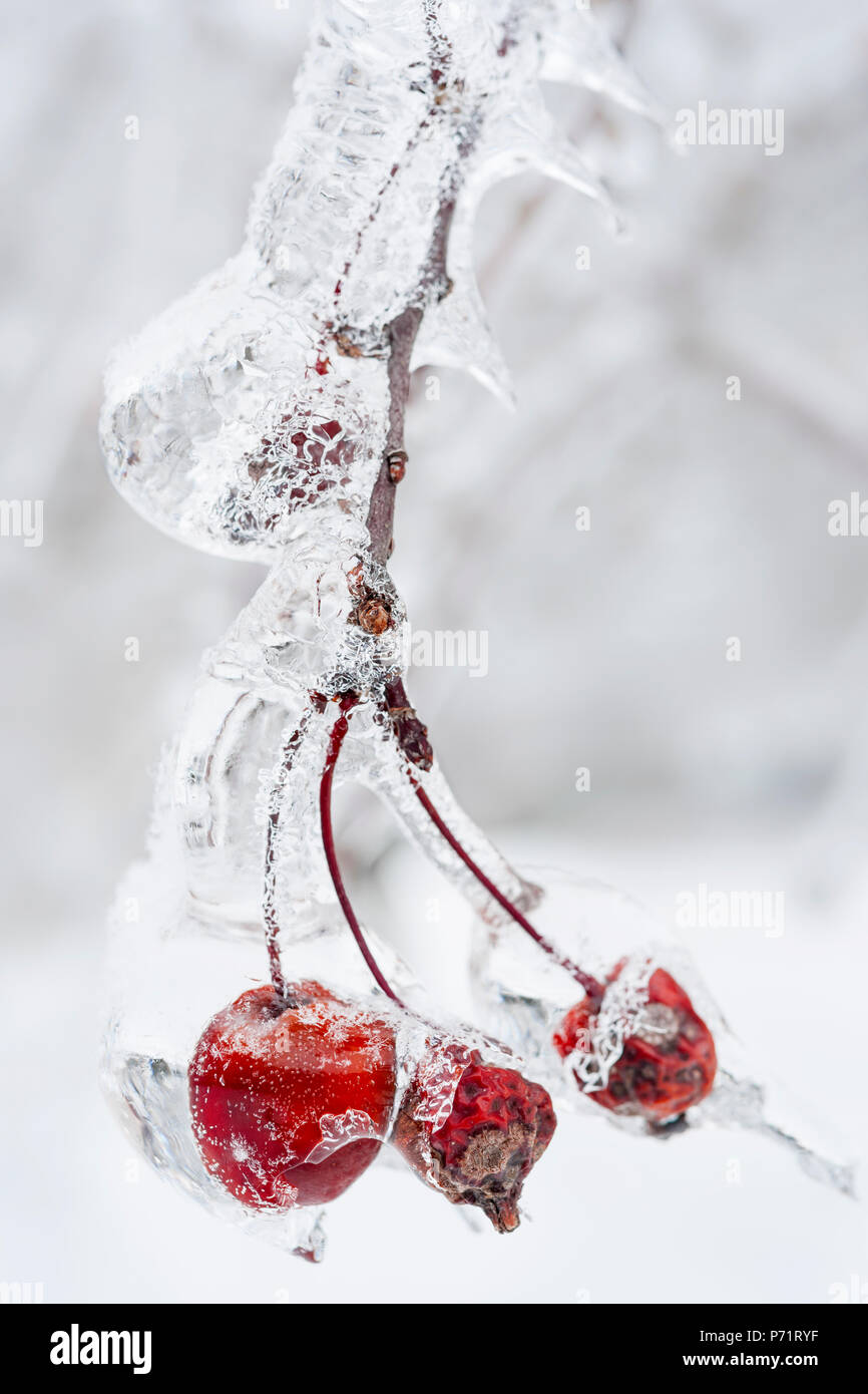 Cangrejo rojo tres manzanas en la rama congelada con hielo en invierno, cerrar Foto de stock