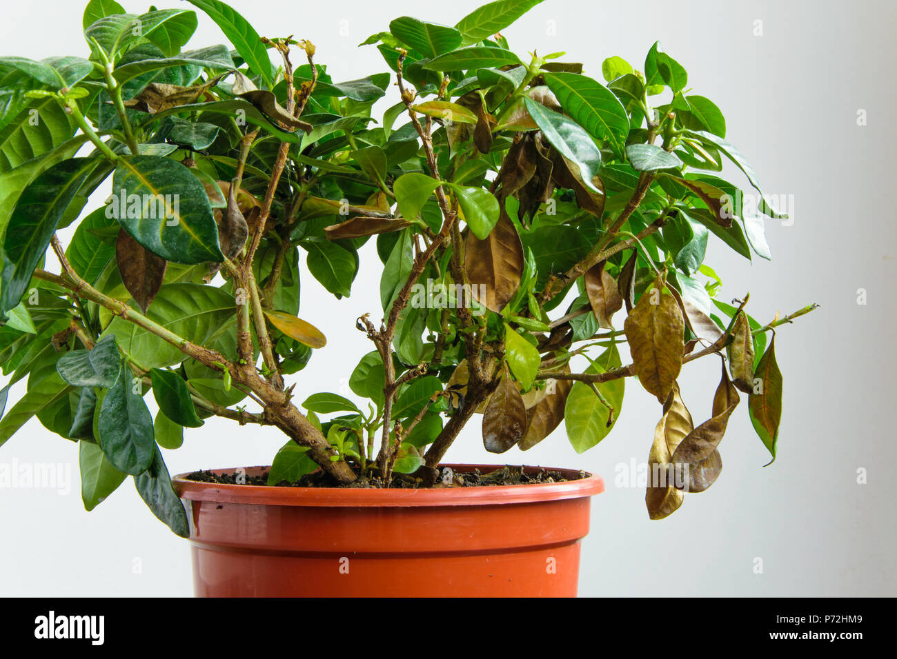 Enfermos gardenia planta con caída de hojas amarillas a causa de los  parásitos, el agua o la temperatura incorrecta, concepto de jardinería  Fotografía de stock - Alamy