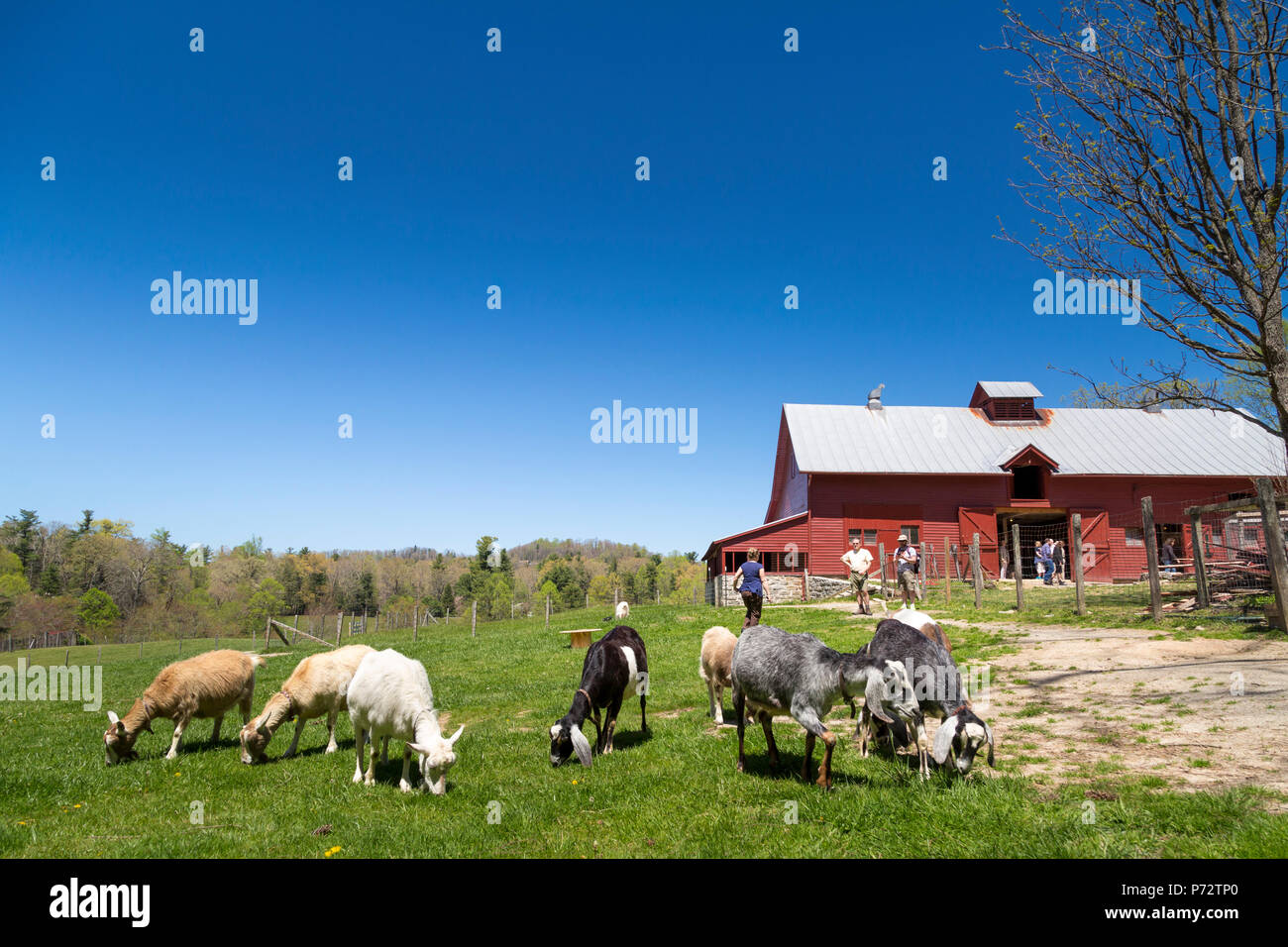 La primavera en Carl Sandburg Granja de cabras , un sitio histórico nacional, Flat Rock, Carolina del Norte, EE.UU. Foto de stock