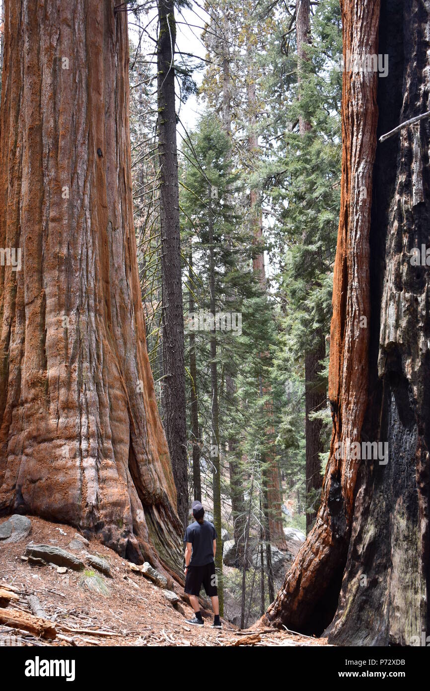 Sintiéndose poco Rodeado por gigantes, Sequoia National Park, California Foto de stock