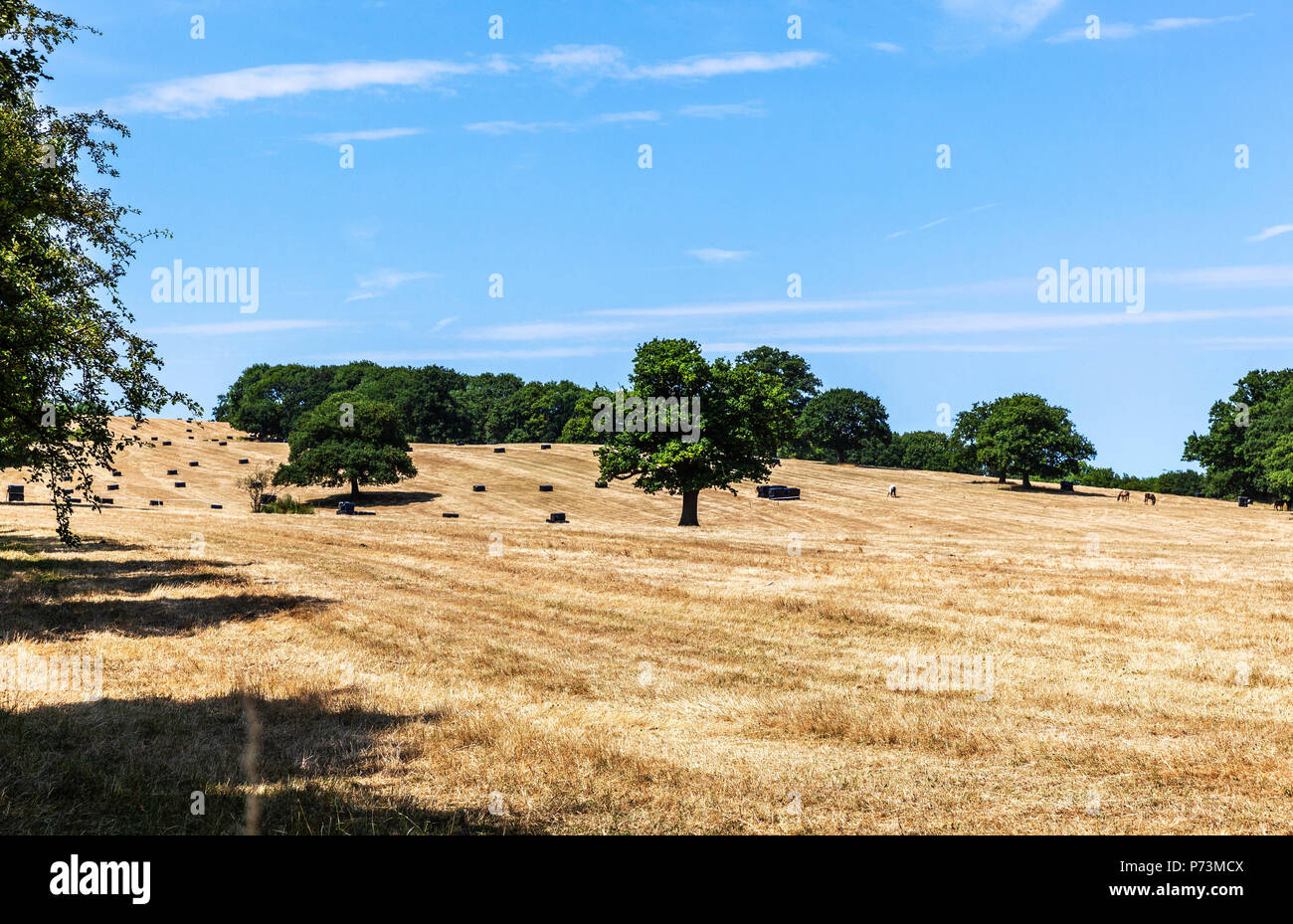 Un campo de rastrojo con fardos de heno, Middlesex, Inglaterra, Reino Unido. Foto de stock