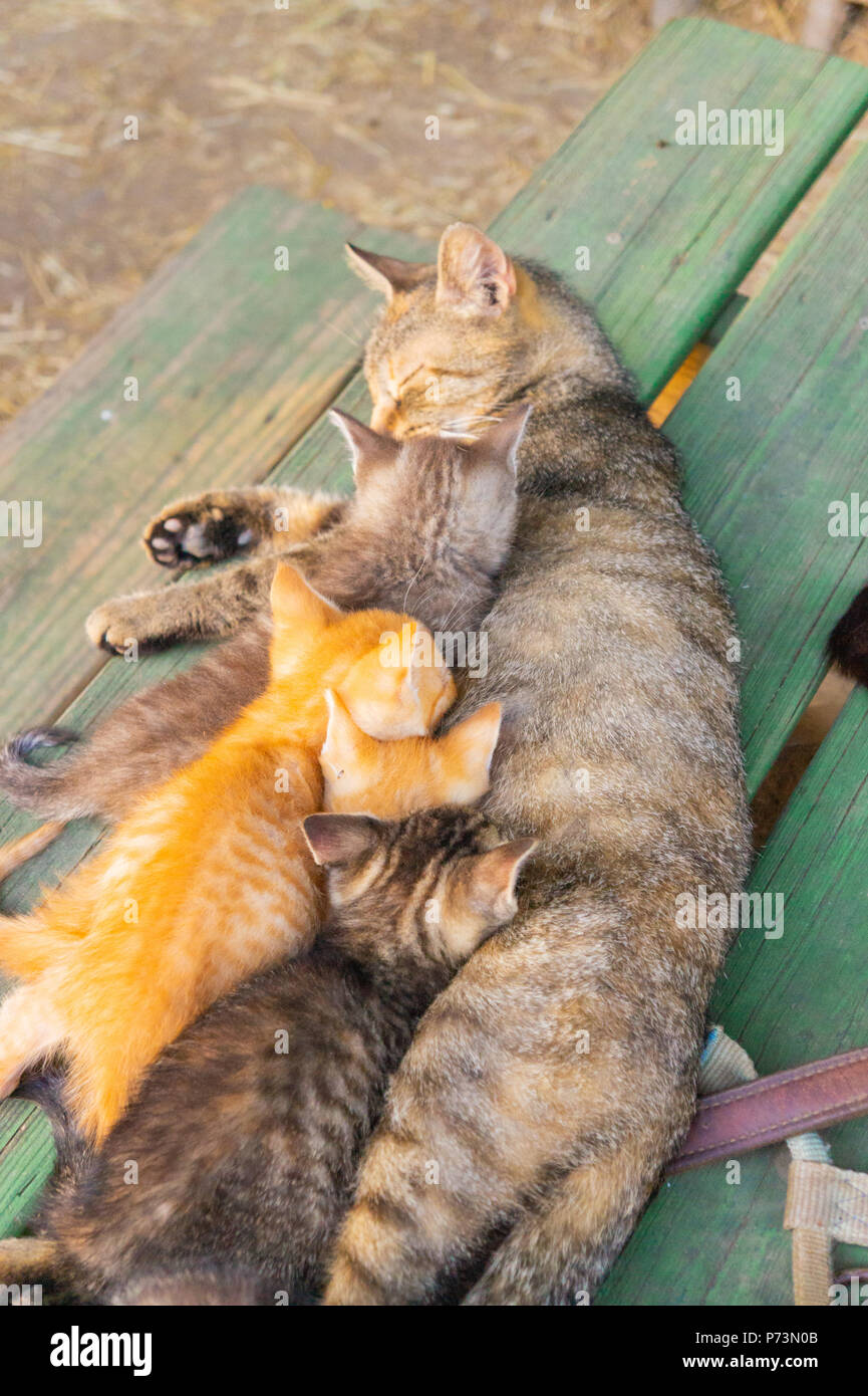 Esta familia de gatos es simplemente escalofriante en un día caliente Foto de stock