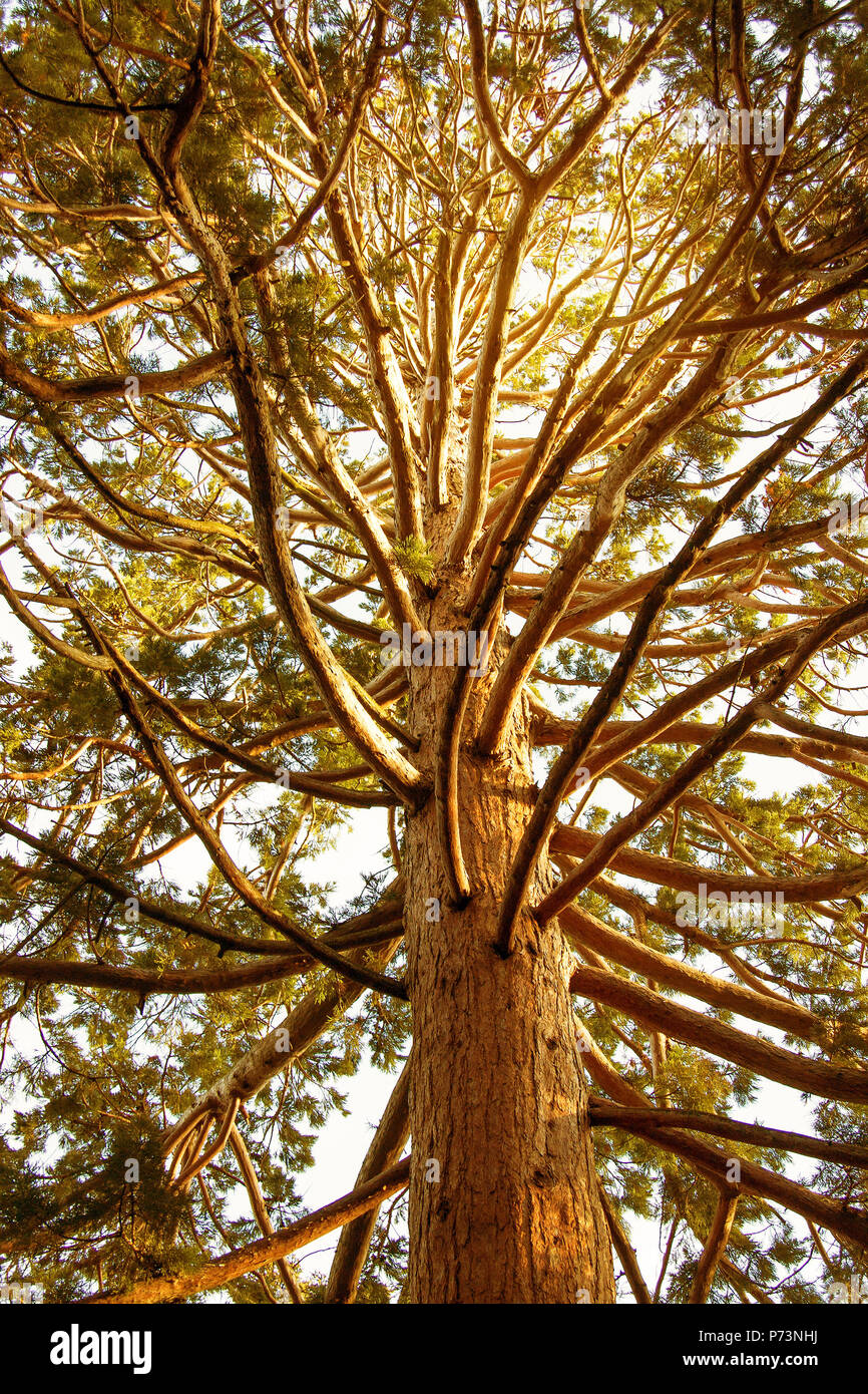 Vista de la corona y el tronco de una secuoya gigante (Sequoiadendron giganteum ) close-up Foto de stock