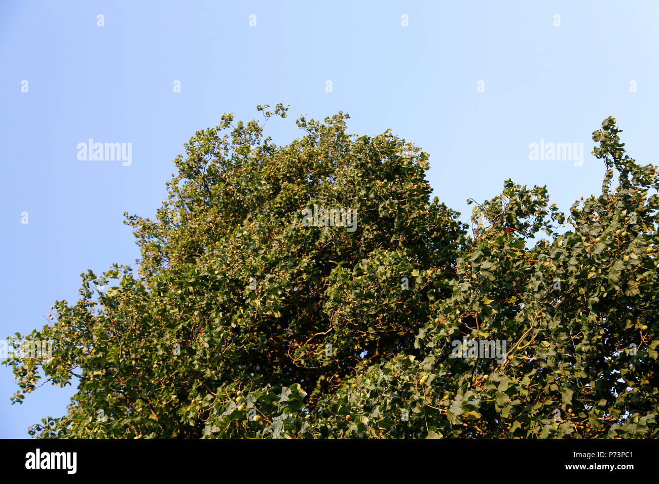 Silver Lime Tree Top en sol vespertino con el cielo azul Foto de stock