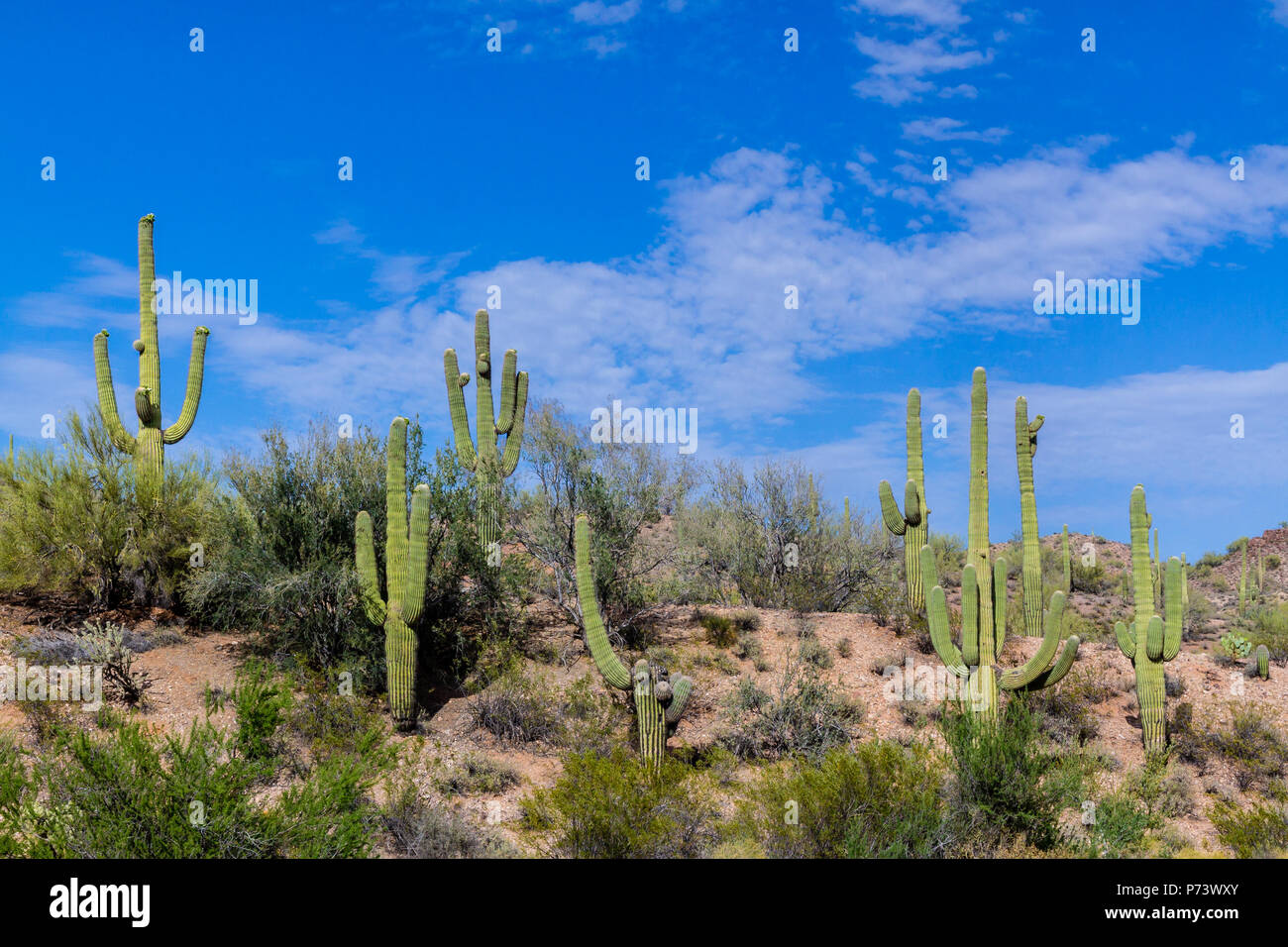 Colina con nativos gigante saguaro, en Arizona, el desierto de Sonora. Desierto azul profundo cielo con nubes se sobrecarga. Foto de stock