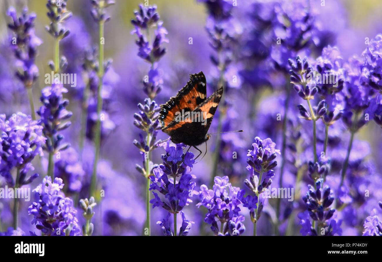 Mariposa naranja Foto de stock