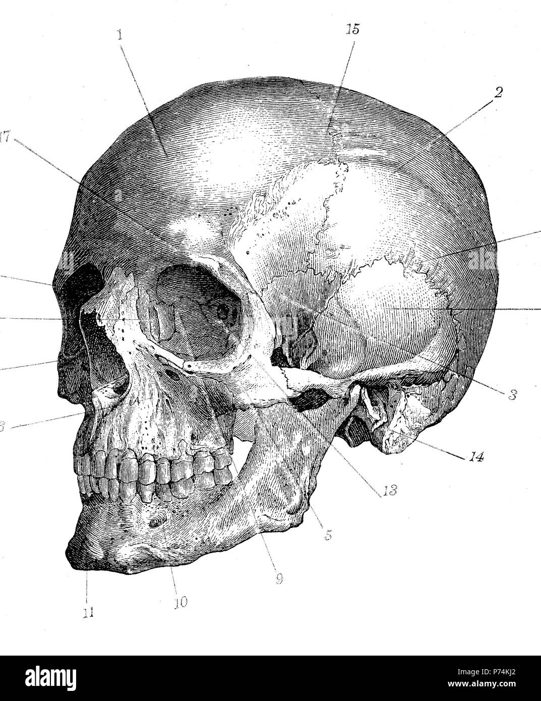Representación del cráneo humano fotografías e imágenes de alta resolución  - Alamy