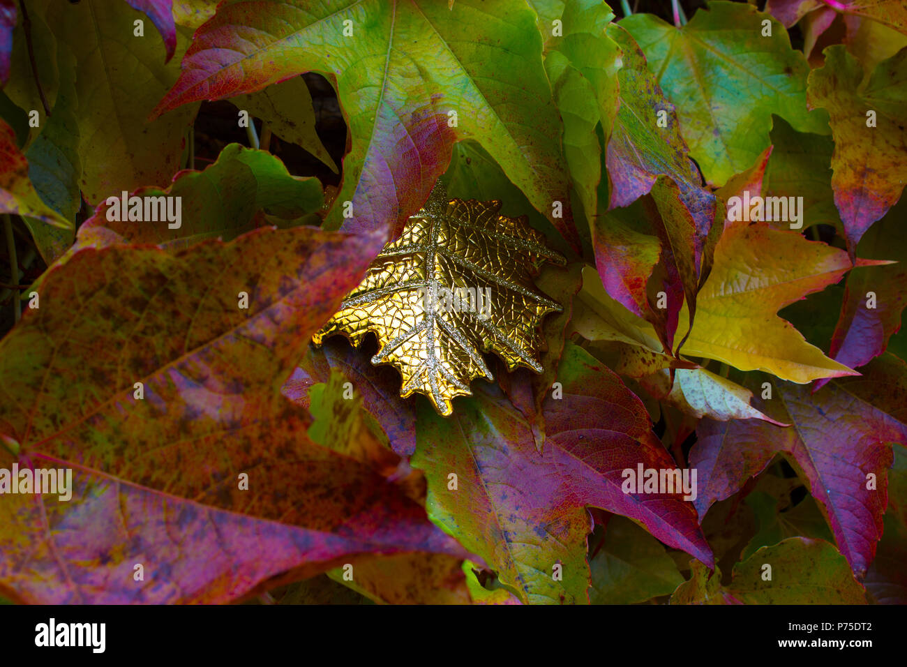 Golden Leaf excepcional entre las hojas de otoño de un suckert, woodbine - cinco dedos. Foto de stock