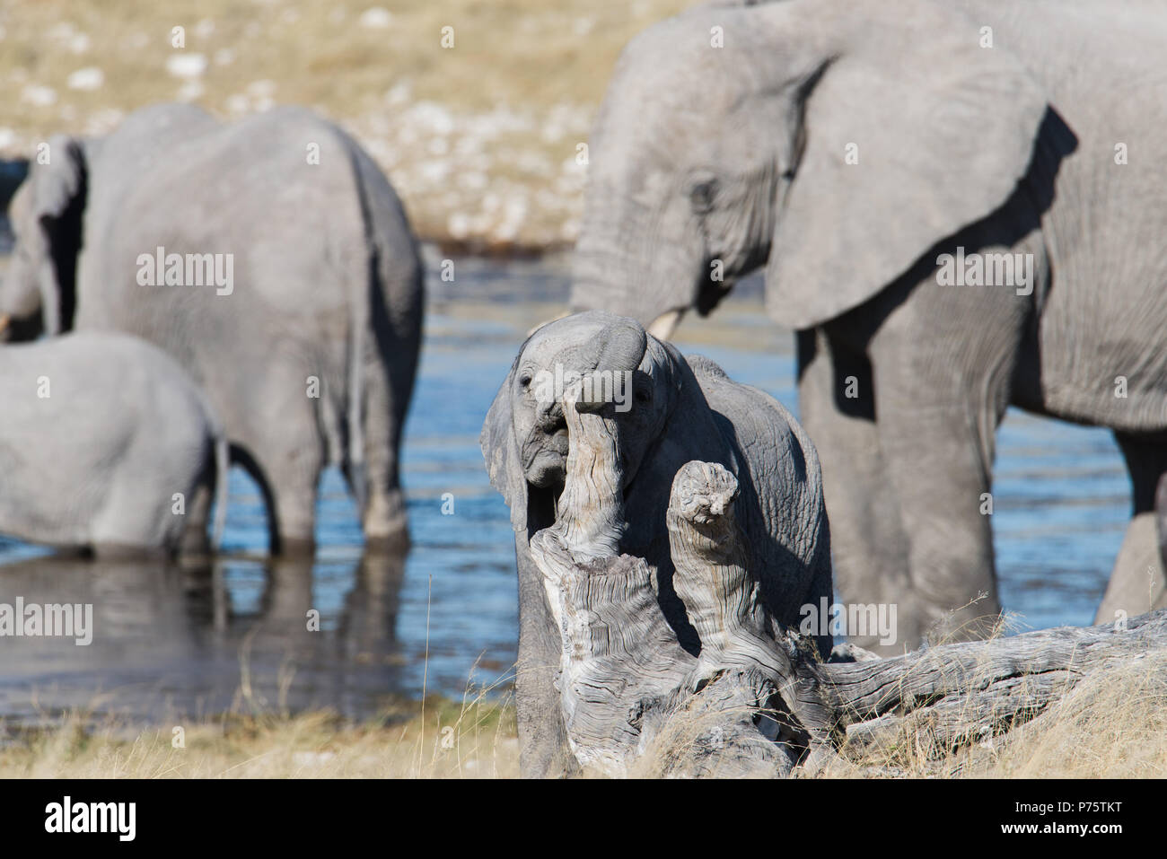 Bebé elefante jugando con troncos de árboles muertos, elefantes adultos en el fondo Foto de stock