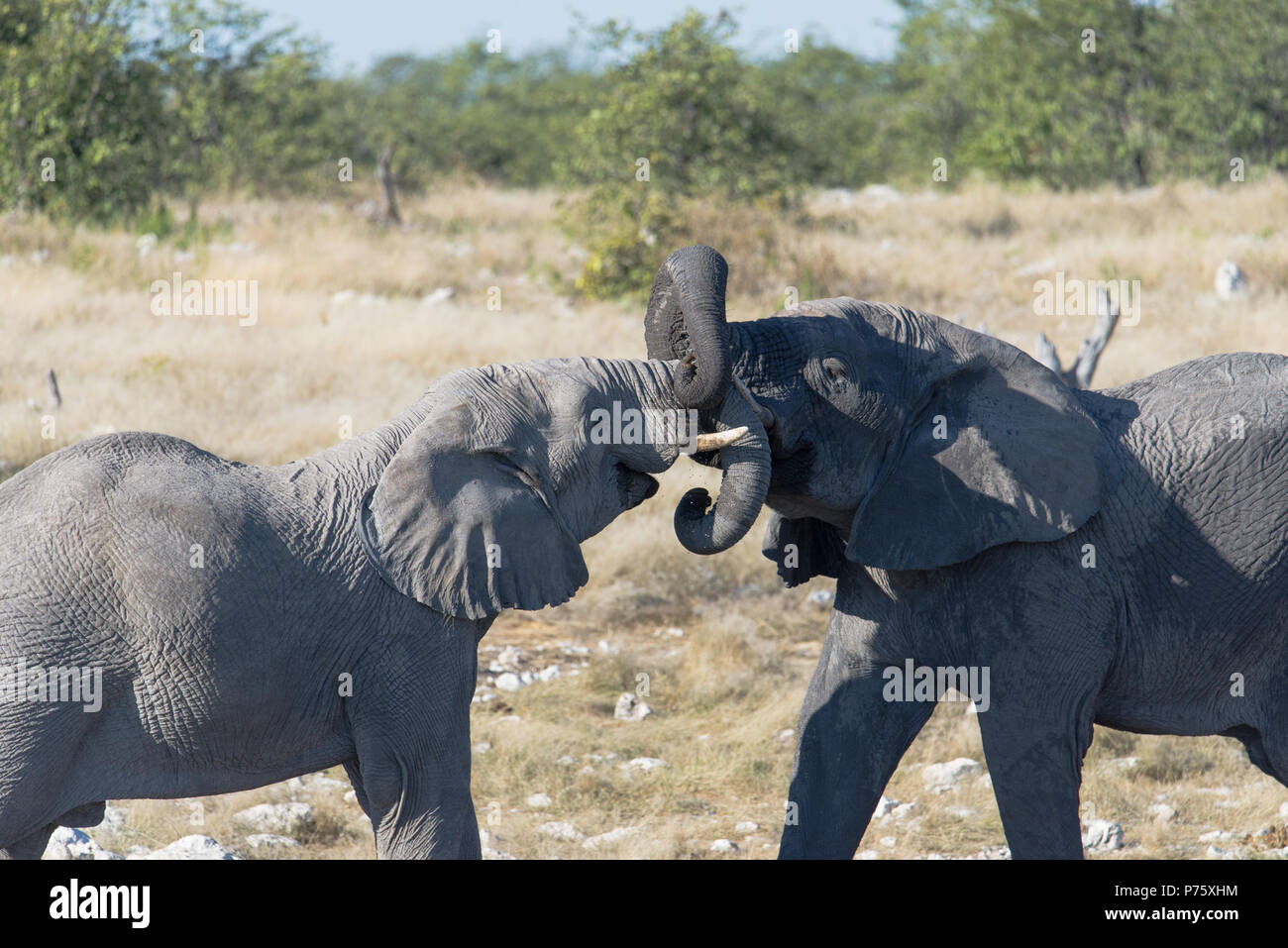 Dos elefantes jóvenes jugando, sus troncos sumergidos Foto de stock