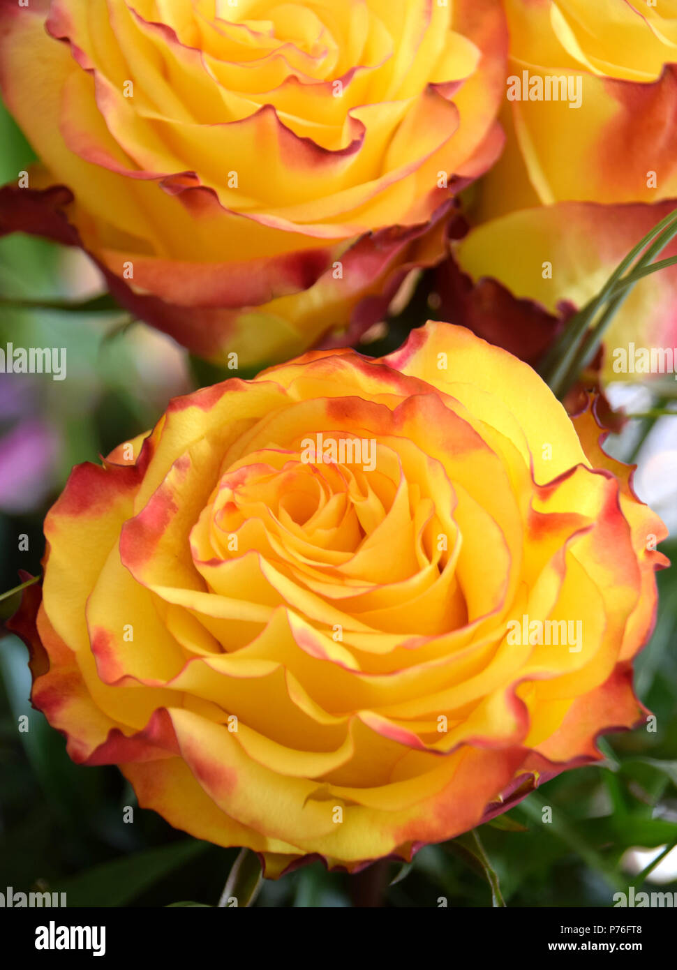 Vista cercana de un ramo de rosas amarillas, rosas amarillas con un borde  rojo de pétalos Fotografía de stock - Alamy