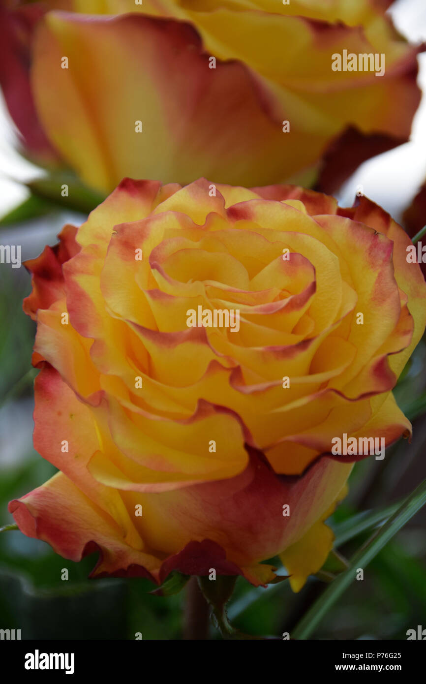 Hermoso color amarillo fondo de rosas rojas, rosas amarillas con rojo  consejos sobre pétalos Fotografía de stock - Alamy