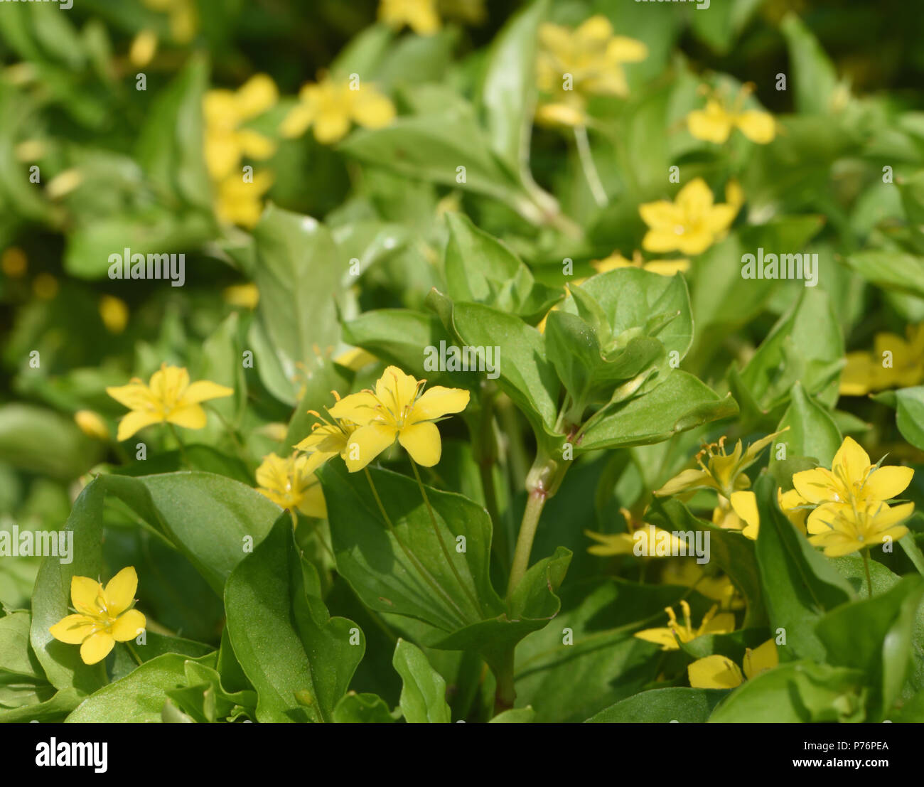 Sigilosa tallos y flores de color amarillo pimpernel (Lysimachia nemorum). Bedgebury Bosque, Kent, Inglaterra. En el Reino Unido. Foto de stock