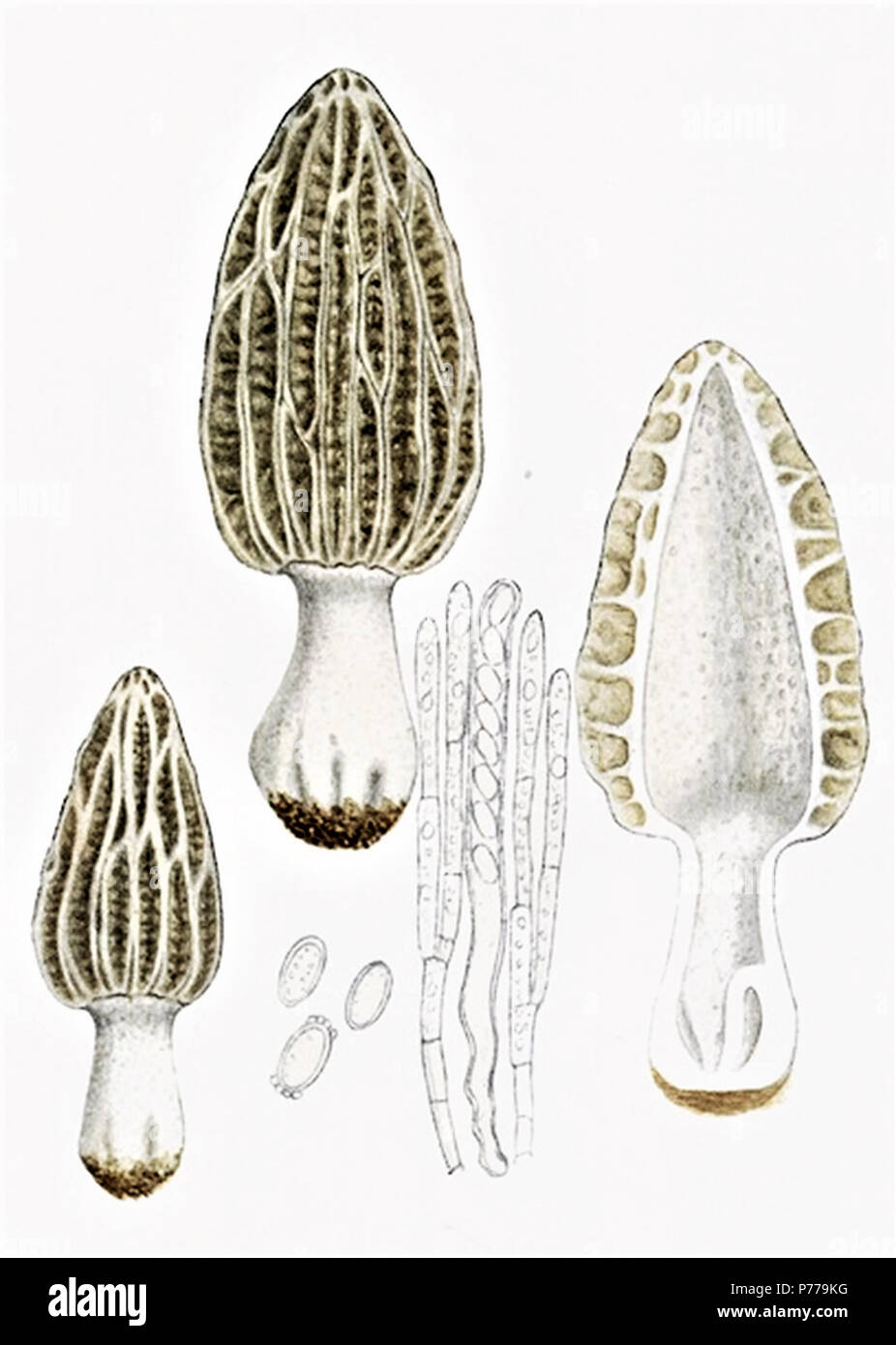 12 Bresadola-Morchella tridentino Foto de stock