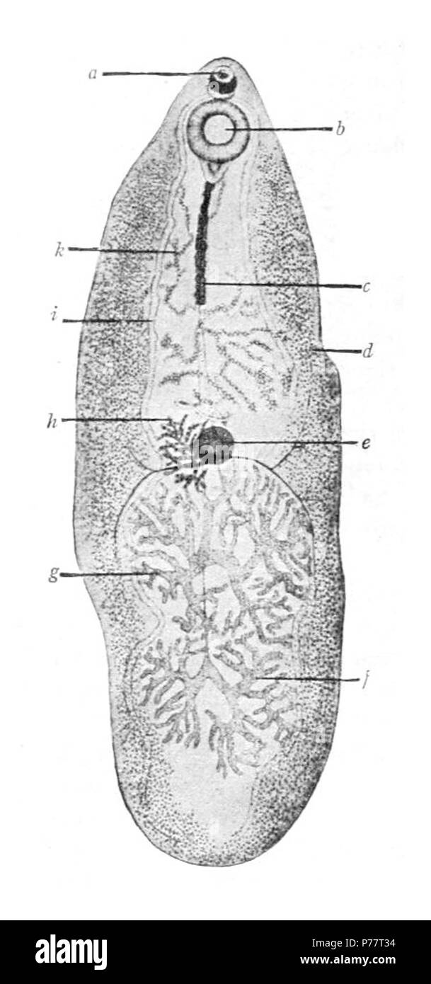 Inglés: dibujo de todo espécimen de Fasciolopsis buski (Digenea: Fasciolidae). una ventosa oral - b - acetábulo (ventosa ventral), c - funda cirrus, d - vitelline glándulas, e - "glándulas de shell", f y g - posterior y testículos anteroir, ovario, h - i - ciego, k - útero. 1911 31 Fasciolopsis buski gigante fluke intestinal Foto de stock
