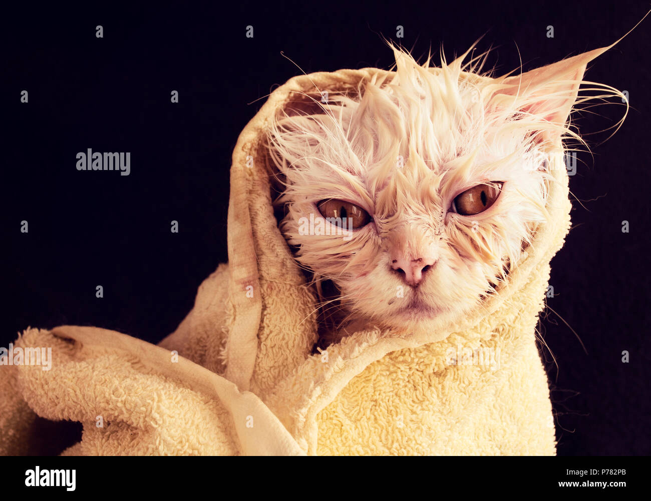 Wet kitty envuelta en una toalla después de un baño Foto de stock
