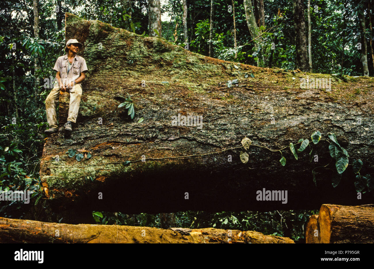 Trabajador de madera sentado en árbol de caoba registrado, para la importación en el Reino Unido, Paragominas, en Pará, Brasil, América del Sur. Foto de stock