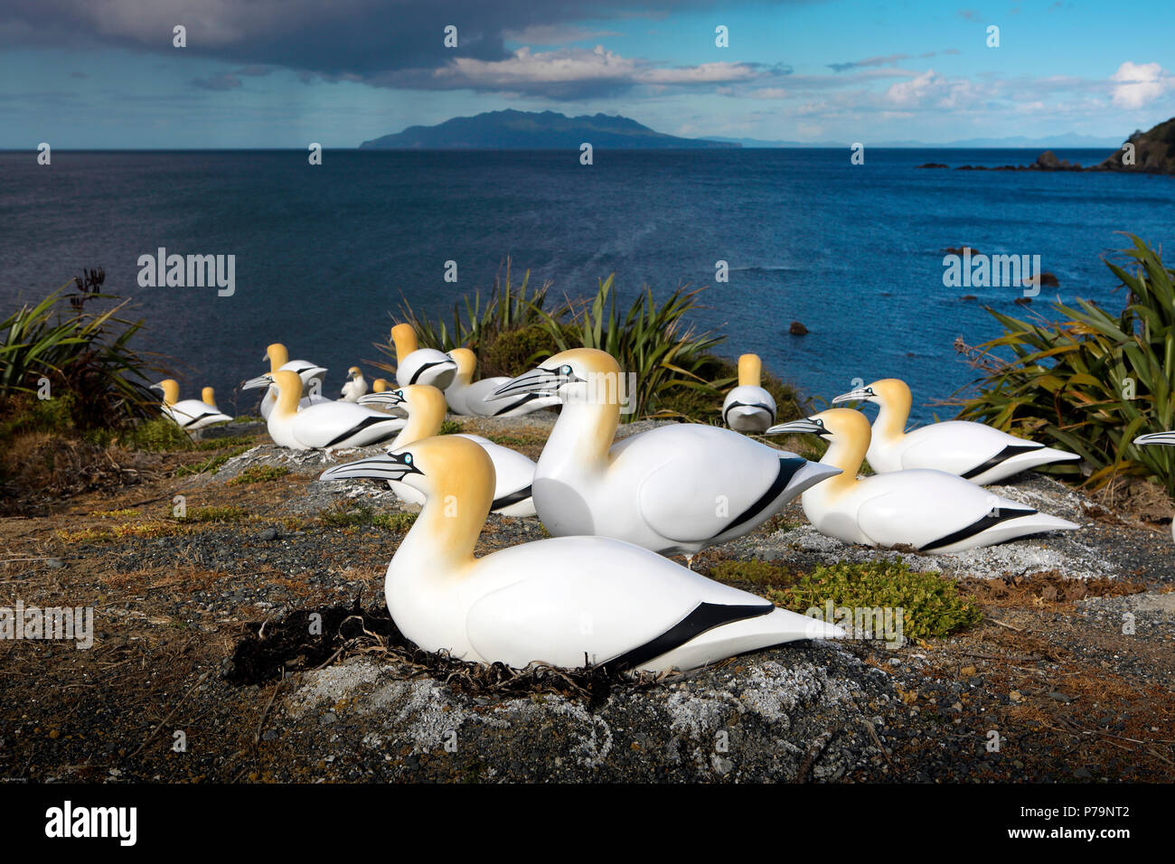 Los señuelos de gannet australasianos solían intentar formar una nueva colonia en el Parque Regional de Tawharanui, Nueva Zelanda Foto de stock