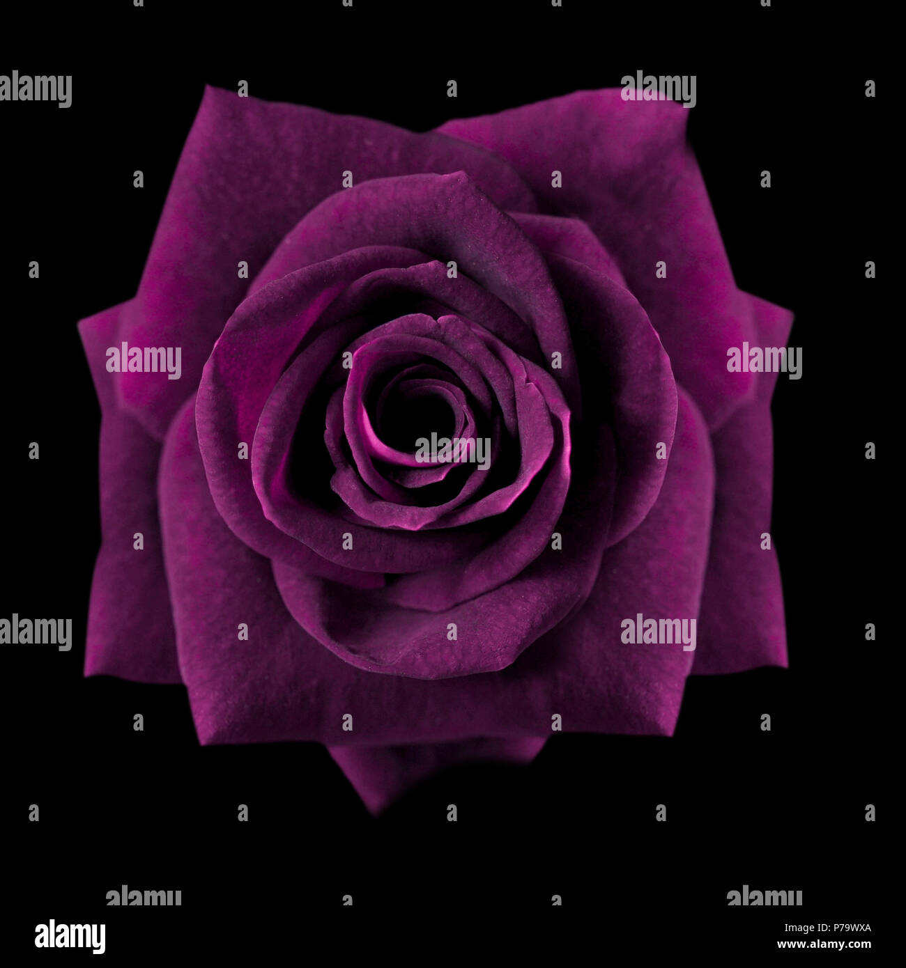 Rosas de color púrpura oscuro fondo, rosa púrpura aislado sobre fondo  negro, con una tarjeta de felicitación de lujo en Roses, tonos oscuros de  la imagen Fotografía de stock - Alamy