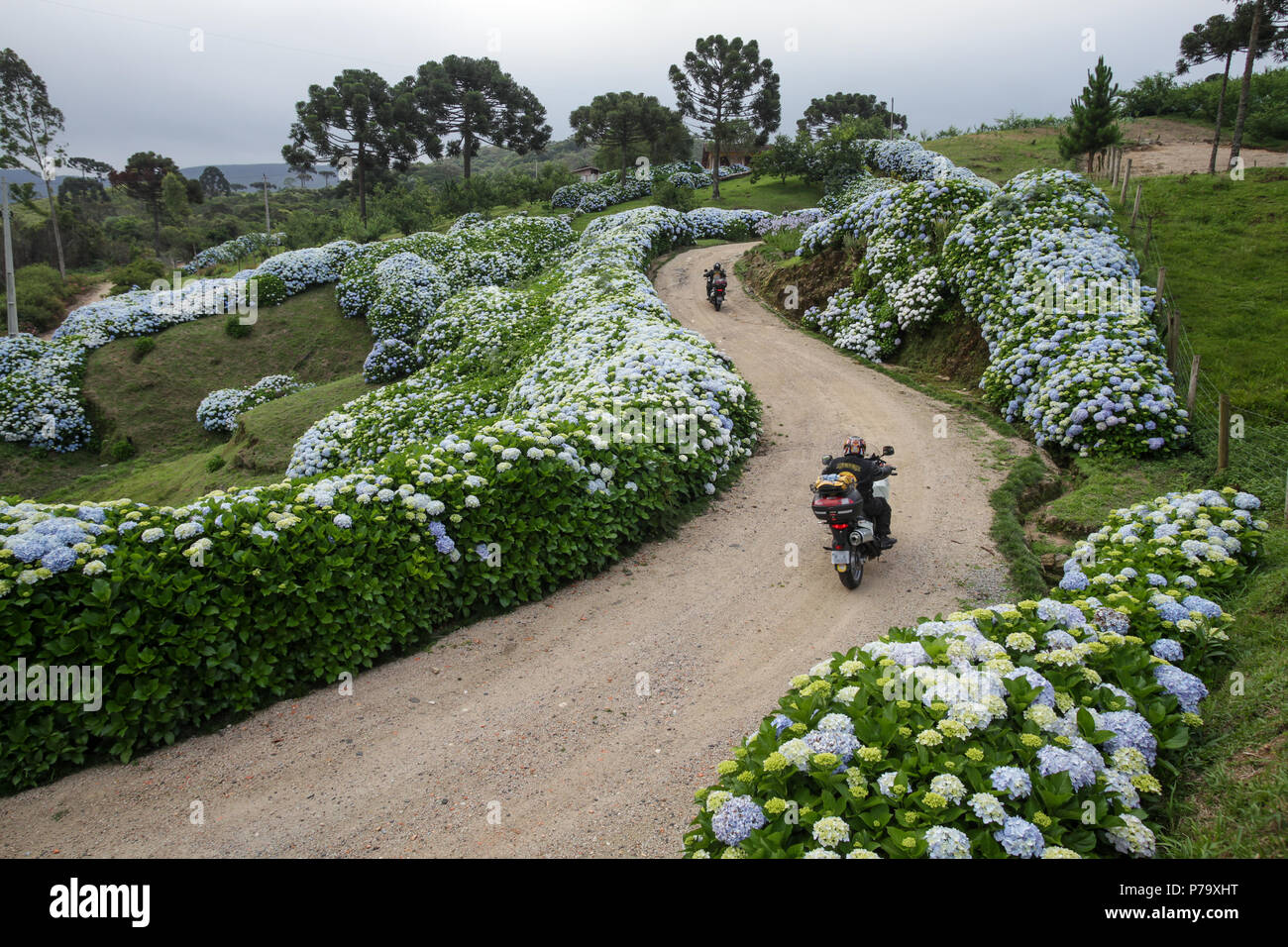 Santa Catarina, Brasil. Moteros cabalgando sobre camino de tierra con  hortensias flores y árboles todo alrededor de las montañas en el día de  invierno Fotografía de stock - Alamy