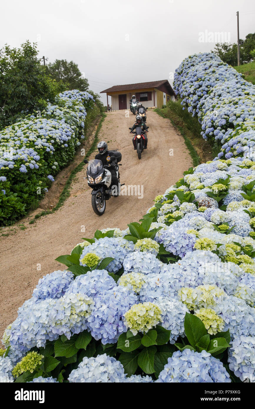 Santa Catarina, Brasil. Moteros cabalgando sobre camino de tierra con  hortensias flores y árboles todo alrededor de las montañas en el día de  invierno Fotografía de stock - Alamy