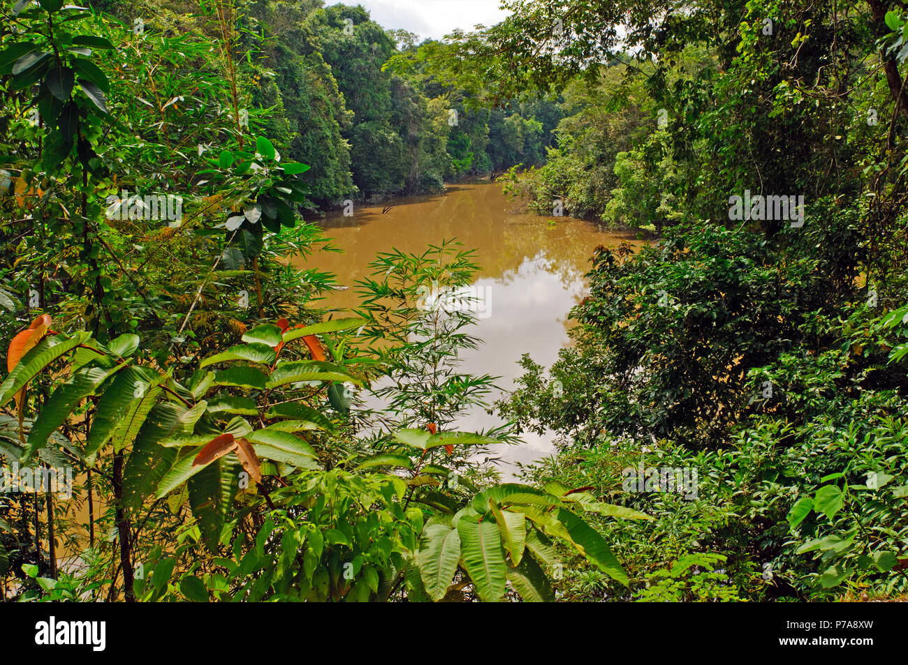 El río Napo, en la Amazonía peruana durante el alto el agua Foto de stock